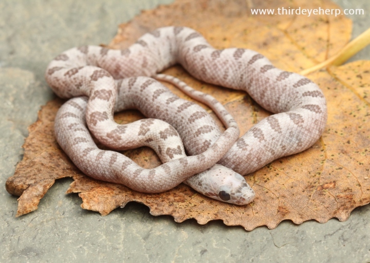Ghost Baird's Rat Snake